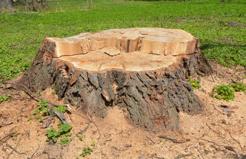 Tree Stump Removal in Prince Georges County, MD